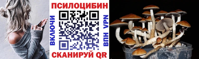 kraken   Воронеж  Галлюциногенные грибы Psilocybine cubensis 